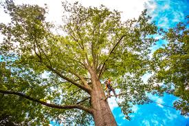 Lake Wilderness, VA  Tree Services Company