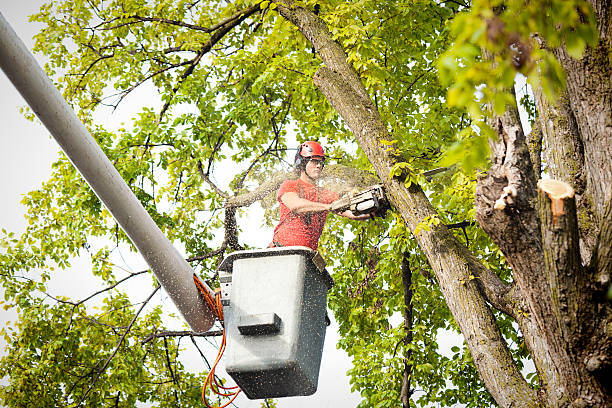 How Our Tree Care Process Works  in  Lake Wilderness, VA